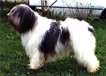 standard chien de berger polonais
