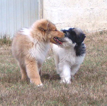 chien de berger polonais