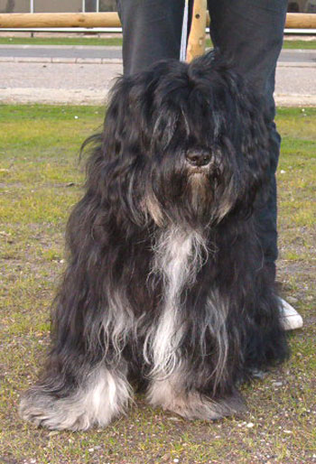 chien de berger polonais comportement