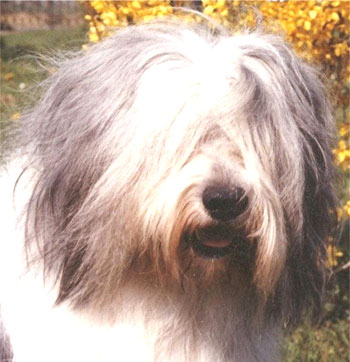 coiffure frange ou chiens