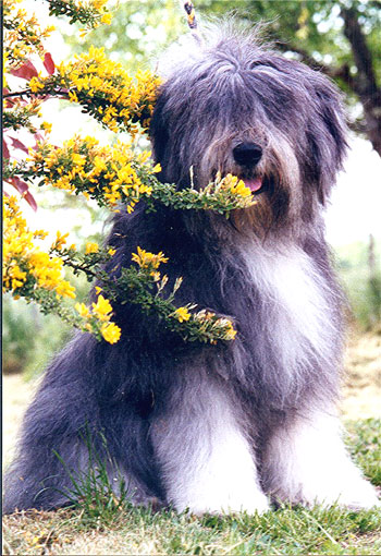 chien de berger polonais caractre