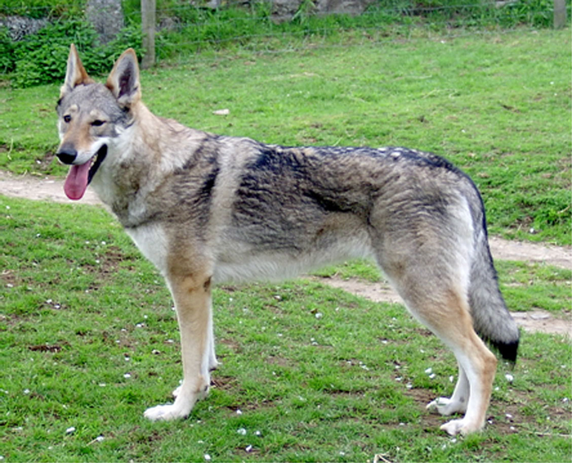 standard chien loup tchecoslovaque