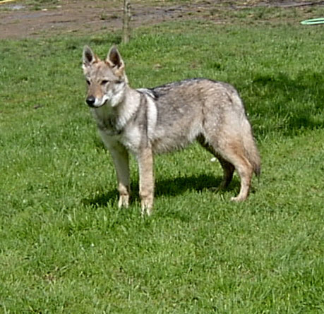 chien loup tchecoslovaque