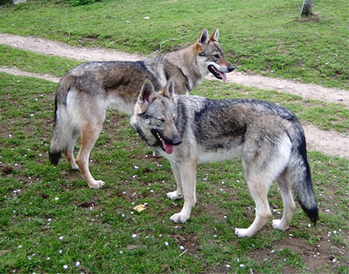 chien loup tchecoslovaque nourriture