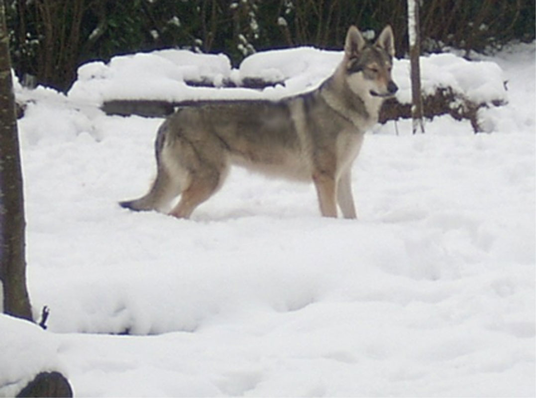 chien loup tchecoslovaque