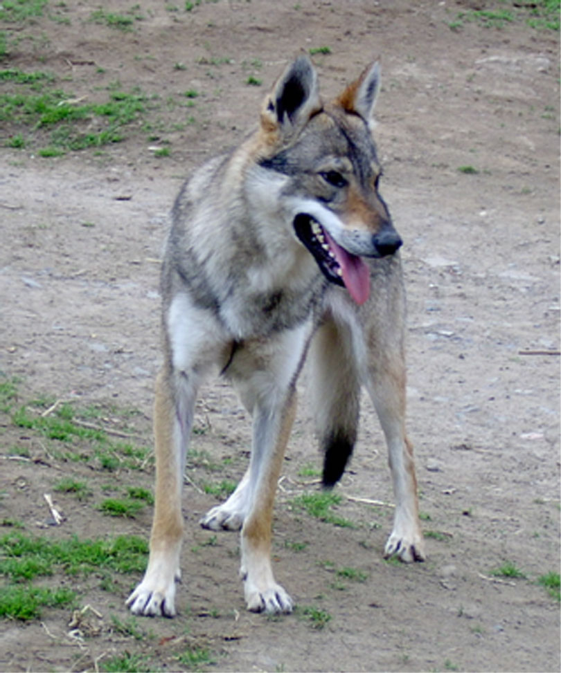 chien loup tchecoslovaque comportement