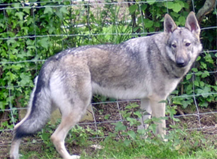 chien loup tchecoslovaque toilette