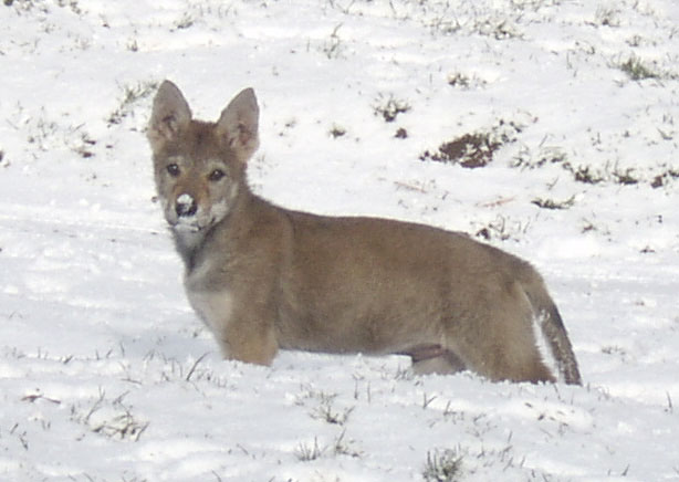 sant chien loup tchecoslovaque