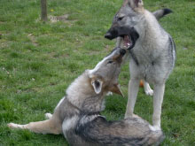 chien loup tchecoslovaque