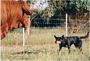 kelpie chien caractere