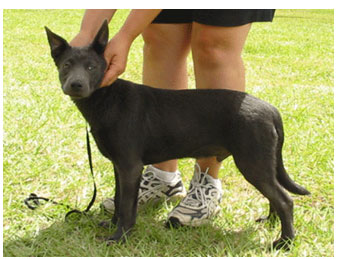 kelpie standard chien