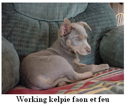 kelpie comportement chien