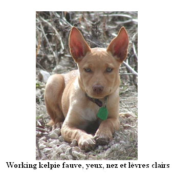 kelpie chien standard