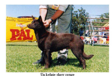 kelpie nourriture