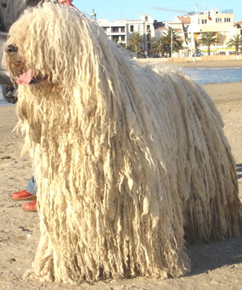 komondor chien berger hongrois race groupe1