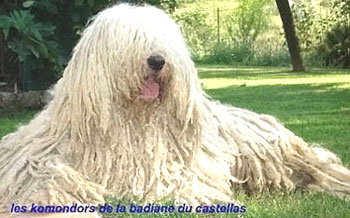 komondor chien