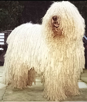 komondor chien