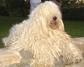 komondor chien