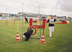 schanpendoes chien agility conseil