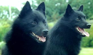 Chien de race schipperke