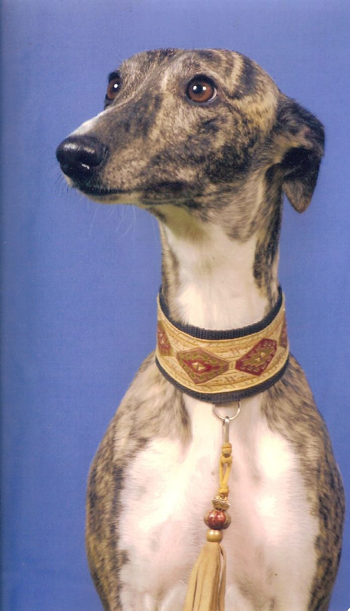 Chien de race whippet