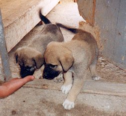 chiots