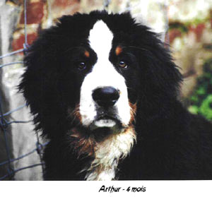 arthur