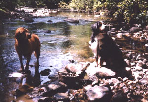 bouviers rivire