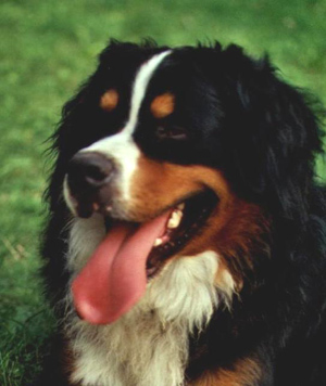 pollux