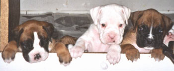 chiots de Malice