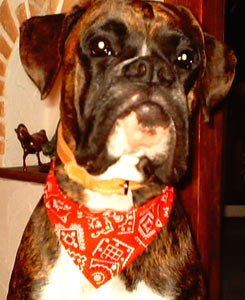 Tyron