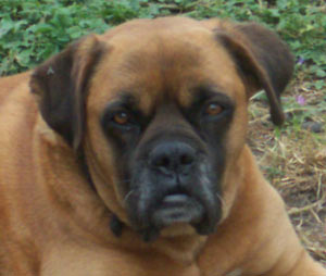 Lusco