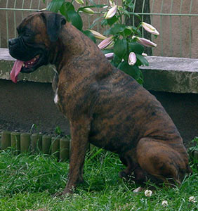 Oscar