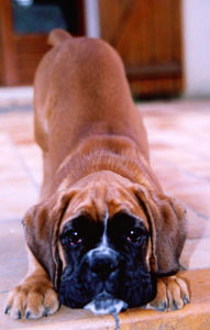 roxanne