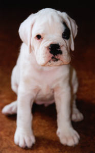 roxy