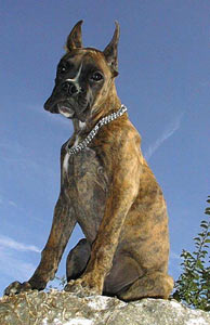 Tyson-Teck