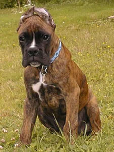 Tyson