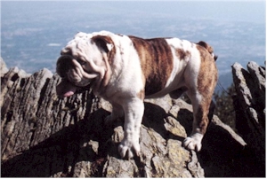 Photo du Bulldog