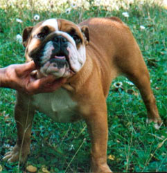 Photo du Bulldog