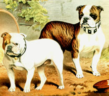 Photo du Bulldog