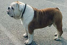 Bulldog