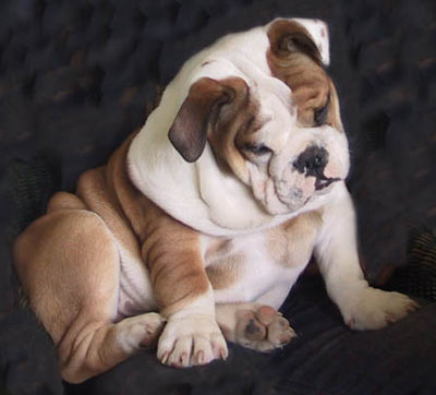 Photo du Bulldog