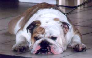 Santé du Bulldog