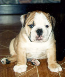 Toilette du Bulldog