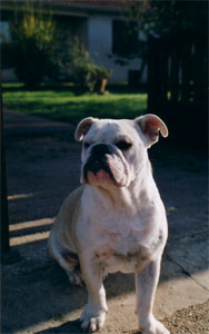 Photo du Bulldog