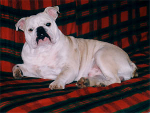 Photo du Bulldog