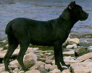 Chien de race Cane Corso