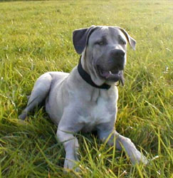 Cane Corso