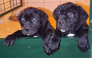 Cane Corso