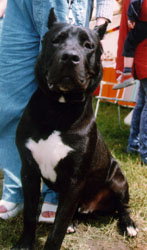 Cane Corso